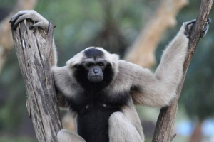 Breadcading gibbon és élete a természetben